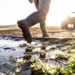 Cérès | Le Chameau | Country